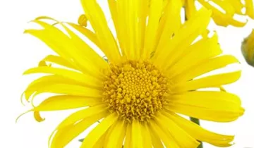 Zum Vergrößern klicken Bildvorschau