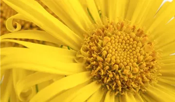 Zum Vergrößern klicken Bildvorschau