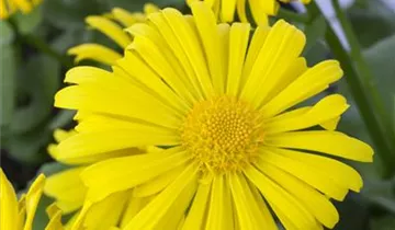 Zum Vergrößern klicken Bildvorschau