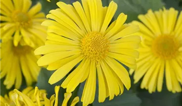 Zum Vergrößern klicken Bildvorschau