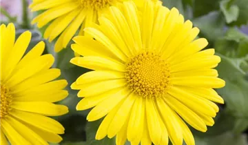 Zum Vergrößern klicken Bildvorschau