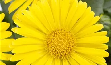 Zum Vergrößern klicken Bildvorschau