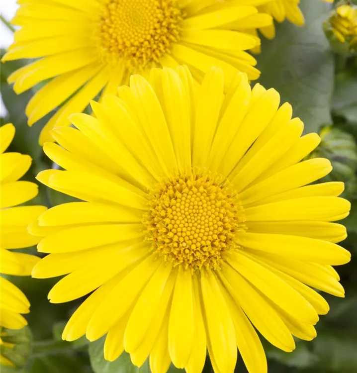 Kaukasus-Gämswurz Kaukasus-Gämswurz