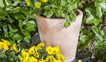 Zum Vergrößern klicken Bildvorschau