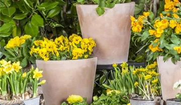 Zum Vergrößern klicken Bildvorschau