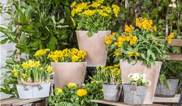 Zum Vergrößern klicken Bildvorschau