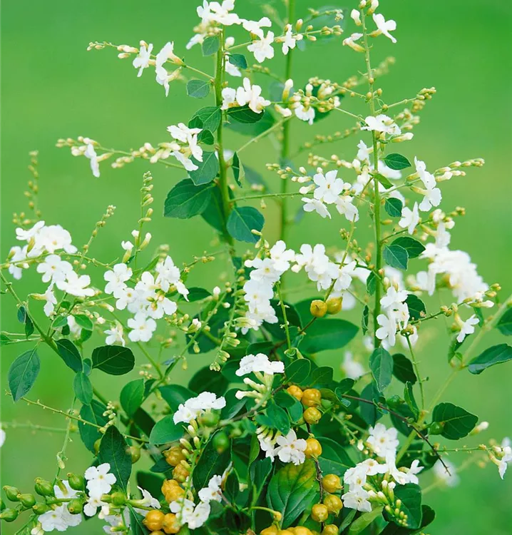 Himmelsblume