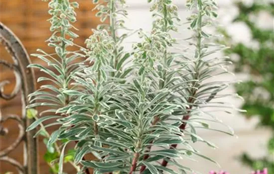 Garten-Wolfsmilch 'Silver Swan'