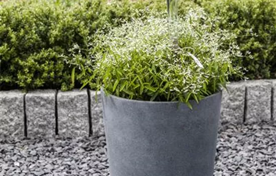 Zauberschnee™ 'Diamond Frost'(s) Zauberschnee™ 'Diamond Frost'(s)