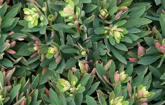 Busch-Wolfsmilch 'Kolibri'