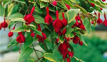 Zum Vergrößern klicken Bildvorschau