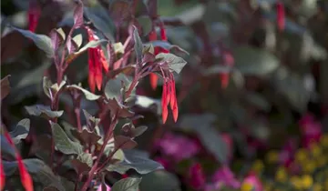 Zum Vergrößern klicken Bildvorschau