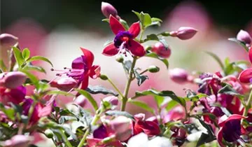 Zum Vergrößern klicken Bildvorschau