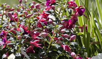 Zum Vergrößern klicken Bildvorschau