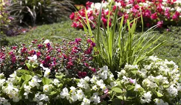 Zum Vergrößern klicken Bildvorschau