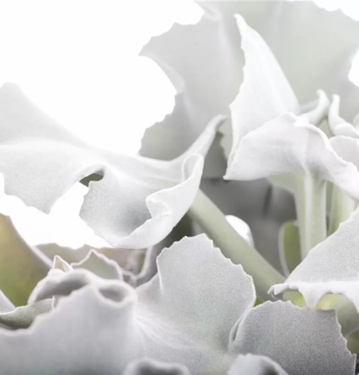 Elefantenohr-Kalanchoe