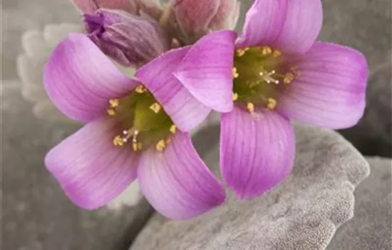 Kleine Kalanchoe