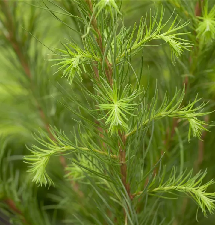 Europäische Lärche