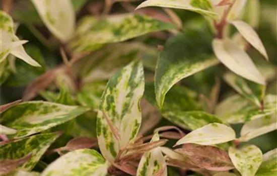 Immergrünes Lorbeerkrüglein