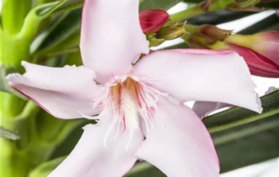 Oleander