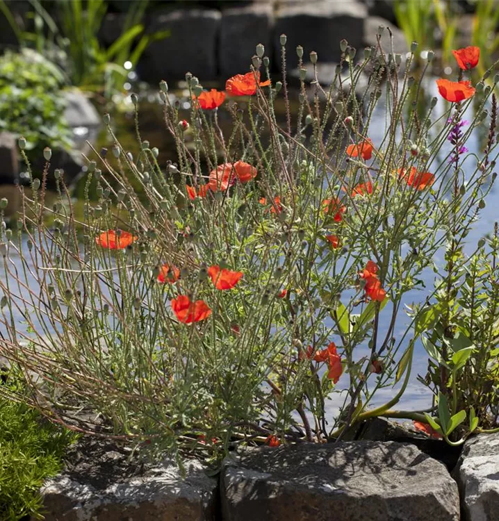 Orientalischer Mohn