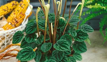 Zum Vergrößern klicken Bildvorschau