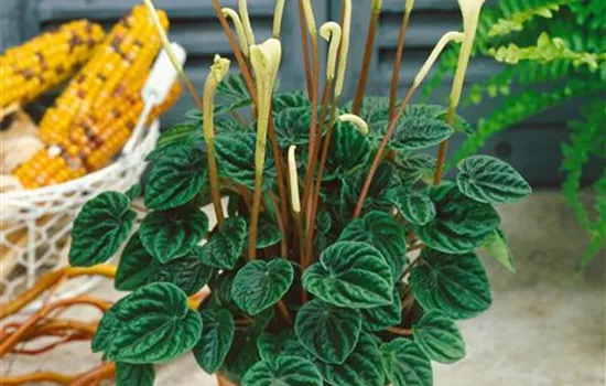 Zwergpfeffer Zwergpfeffer