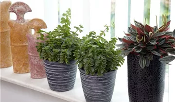 Zum Vergrößern klicken Bildvorschau