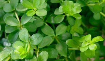 Zum Vergrößern klicken Bildvorschau