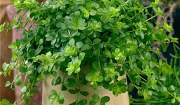 Zum Vergrößern klicken Bildvorschau