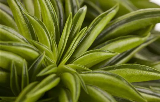 Peperomie 'Happy Bean' Peperomie 'Happy Bean'