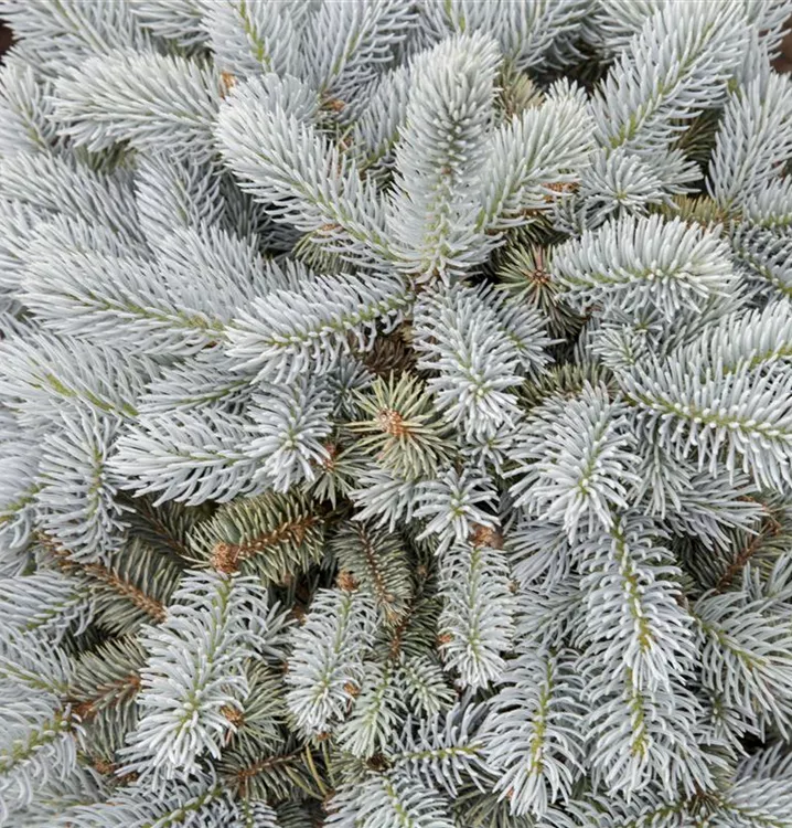 Kleine Blaufichte 'Glauca Globosa'
