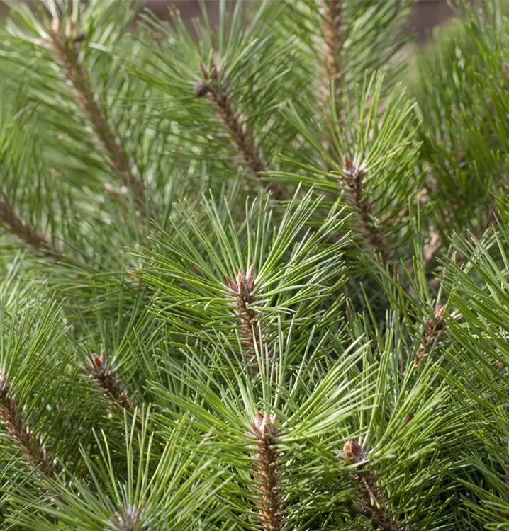 Kugelkiefer 'Pierrick Brégeon'