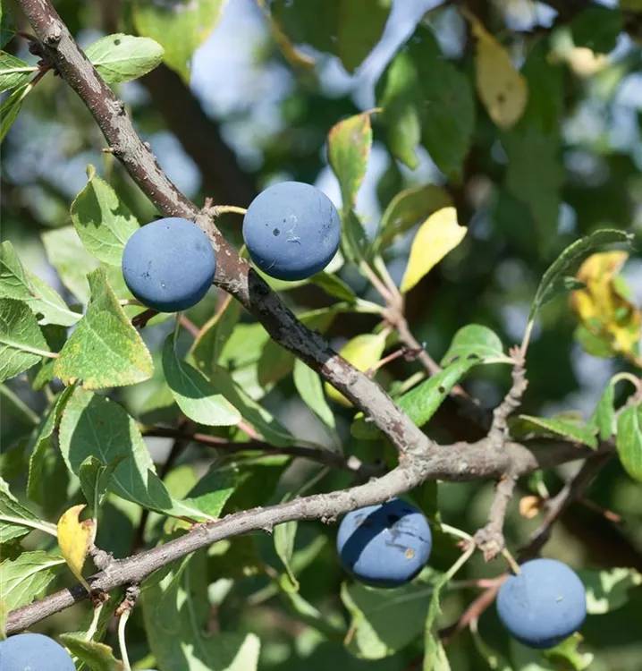 Kriechen-Pflaume 'Anja'