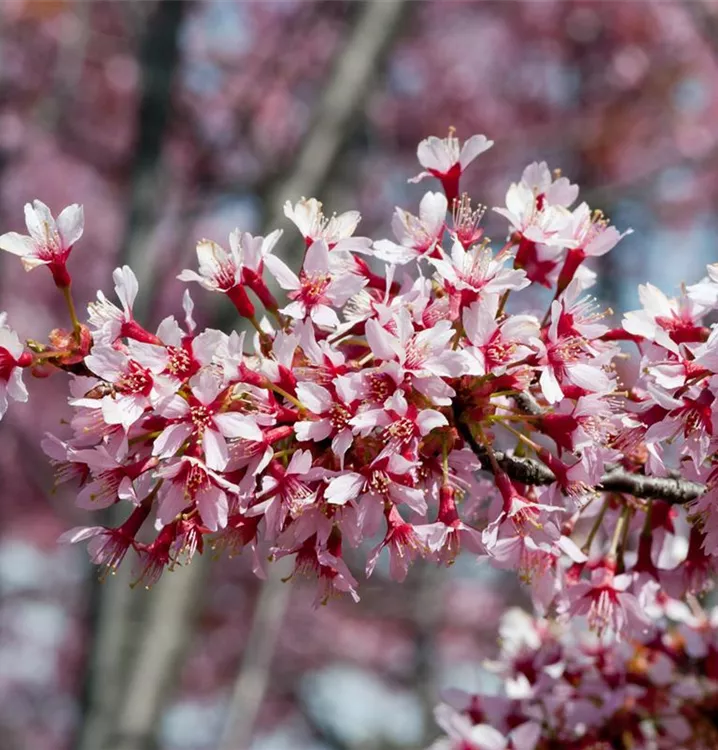 Zierkirsche 'Okame', Stamm