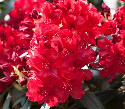 Rhododendron-Hybride 'Erato'(s)