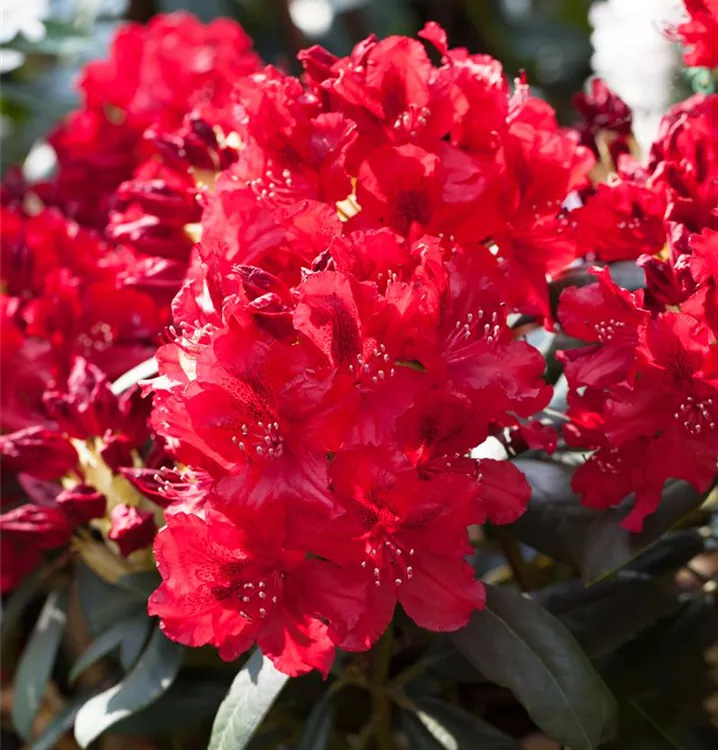 Rhododendron-Hybride 'Erato'(s)