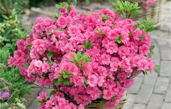 Japanische Azalee 'Anouk'
