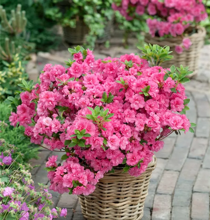 Japanische Azalee 'Anouk'