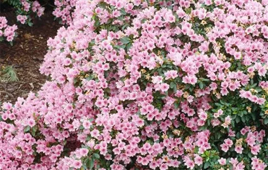 Japanische Azalee 'Kirin'