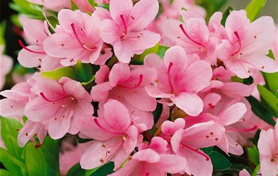 Japanische Azalee 'Kirin', Stamm