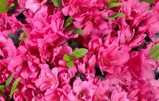 Japanische Azalee, Stamm