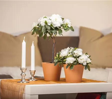 Eine Azalee im Zimmer verschönert die Winterzeit