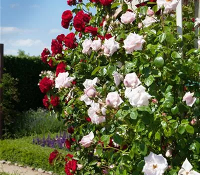 Kletterrose 'Courtyard'®