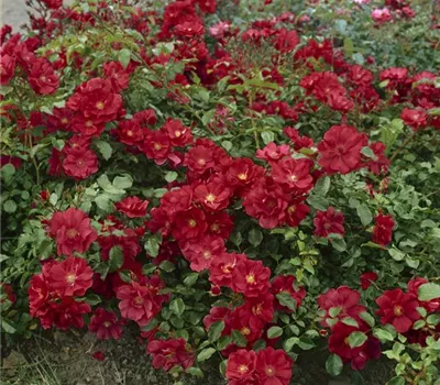 Bodendeckerrose 'Dark Red'