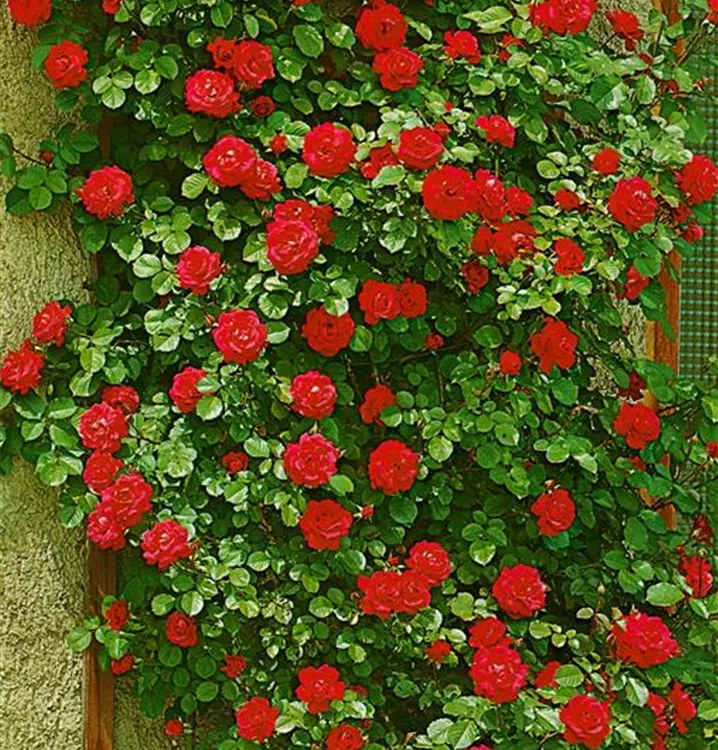 Kletterrose 'Gruß an Heidelberg'®