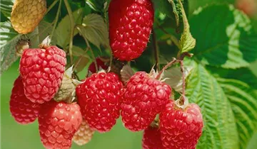 Zum Vergrößern klicken Bildvorschau