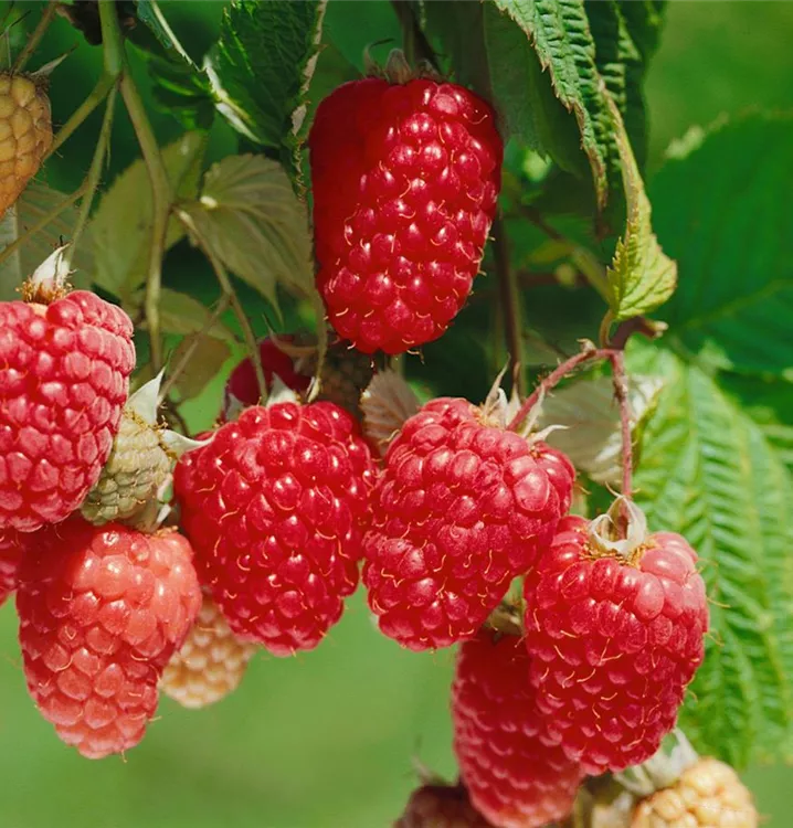 Himbeere 'Himbo-Top'® Himbeere 'Himbo-Top'®